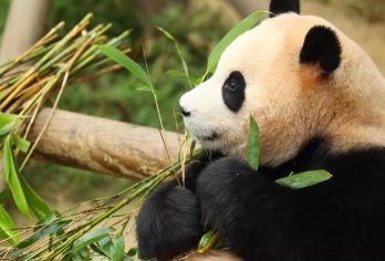 成都大熊猫繁育研究基地+都江堰一日游【2-6人精品小团】【[2-6人纯玩小团]| 主打松弛自由 | 贴心管家专属服务 | 只为给您更私密的旅行体验。】