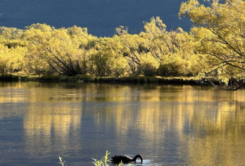 新西兰皇后镇-但尼丁-隧道海滩-可定制【中文专车-惬意舒适】【中文专车出行，行程自己定义，无需等待，专属贴心服务，尽享惬意旅程】