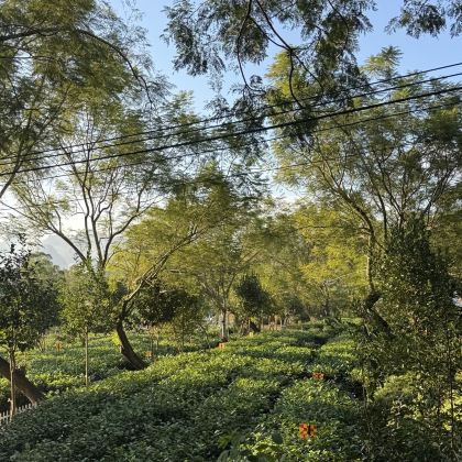 广州往返|清远英德&英西峰林走廊+T3有机茶园|包车&地陪