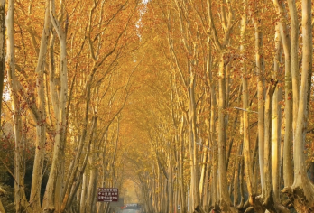 南京地陪包车导游翻译地接陪同接送旅游展会商务考察陪诊【南京地陪包车导游翻译地接陪同接送旅游展会商务考察陪诊】