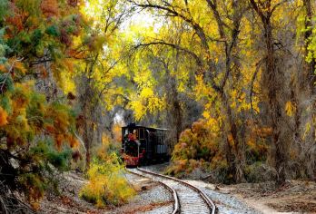 1日穿越金色童话！库尔勒出发·塔里木胡杨林+沙漠公路秘境摄影【8小时VIP服务，丰富的文化体验，仙境般的自然景观。】