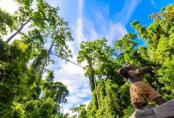 西双版纳望天树+勐远仙境等顺路【大东线望天树纯玩包车一日游】【[私人专享]一对一优秀司机服务，独立用车，一团一车轻松游玩!】
