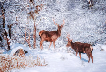 二郎山喇叭河一日游包车带司机秋景彩林冬季雪景三环内包接送【[品质纯玩]包车出行纯玩品质，不进店不购物，无强制消费行程透明，可以欣赏冰川、地热温泉】