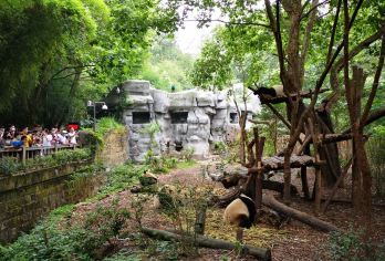 成都大熊猫繁育研究基地+宽窄巷子+锦里古街包车一日游【自然疗愈之旅，熊猫与美食之旅！】