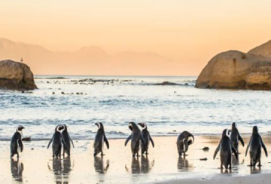 南非开普敦出发 开普角+巨石海滩一日游【欣赏开普半岛开普角灯塔 参观企鹅海滩的非洲企鹅主要栖息地。】