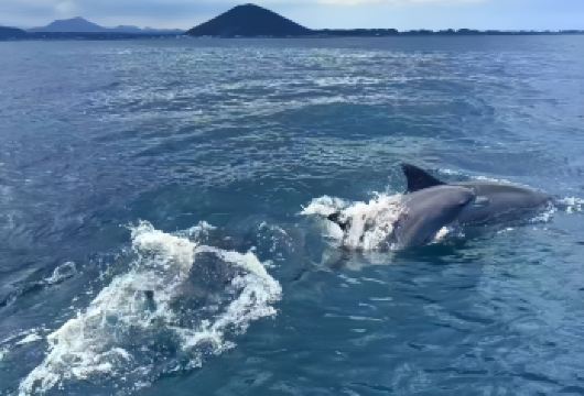 济州岛西南线追海豚|游艇/快艇/公路追海豚之旅/纯玩拼车游【出海追海豚/汉拿山赏景/给小动物喂食，和黑脸小羊合照/神奇自然景观“柱状节理带”】