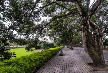 古坑環山林徑步道森呼吸一日遊【古坑綠色隧道、杉林步道、雲嶺之丘、五元二角、木馬古道】