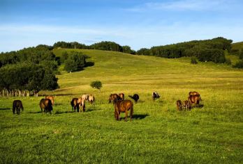 河北承德木兰围场+塞罕坝森林公园+乌兰布统一日游可英文服务【可提供英文及小语种导游服务-往返接送-可选导游-可代订门票】