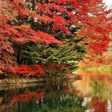 东京周边定制：轻井泽云场池+千住博美术馆【中文包车-上门接送