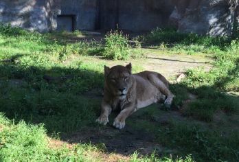 日本札幌往返美瑛青池富良野/可小樽登别北海道多日包车-精选【包车一日游，解锁旅行新方式！独立车辆配备经验丰富的老司机，为您量身打造专属行程。】