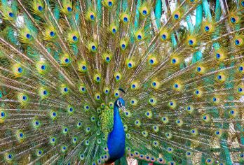 荣成出发野生动物园+布鲁维斯号打卡+烟墩角村看海草房观赏天鹅【荣成市区各大酒店、民宿、高铁站、汽车站免费上门接送。赠送天鹅粮。】