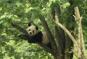 卧龙熊猫基地+都江堰自拍熊猫+钟书阁书店一日游【熊猫爱好者专属 走出玻璃：今夏在户外观赏熊猫！ 一天之内打卡网红景点！】
