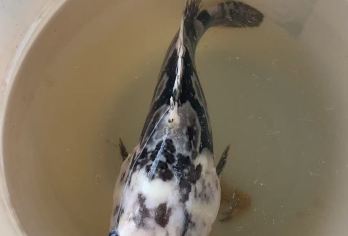 出海钓鱼+可选金枪鱼/西沙海钓+探鱼器+专业钓具+导钓教学【[外宾游客专享]俄语司机接送服务，并且陪同上船海钓，告别语言沟通的烦恼】