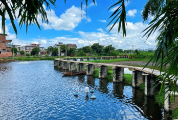 【广州往返】江门鹤山古劳堤岸+百年榕树群+龙船工坊包车1日游【品质出游】