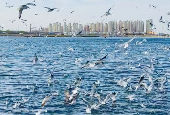 天津古文化街旅游区+意大利风情区+五大道一日游滨海看海鸥【亲子，情侣，家庭出游】