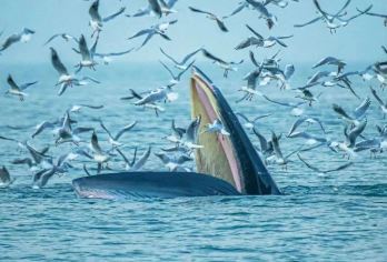 北海涠洲岛超近距离偶遇观鲸一日游（游艇出海看鲸鱼追鲸鱼）【上涠洲岛干什么？看鲸鱼哦！乘豪华游艇出海！偶遇布氏鲸鱼！】