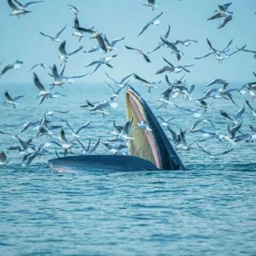 北海涠洲岛超近距离偶遇观鲸一日游丨游艇出海偶遇鲸鱼/帆船体验