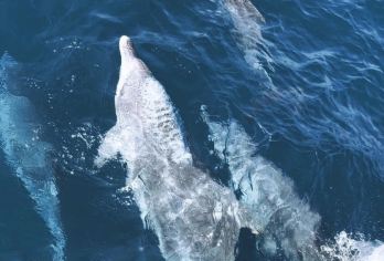 济州岛西南F【景点可二选一+免费追海豚】拼车纯玩一日游【济州岛西南线一日游|景点二选一|中韩双语司导不进店不购物|全程纯玩无隐形消费】