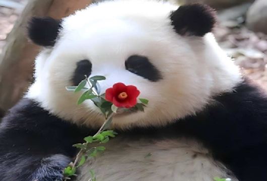 熊猫谷+都江堰+青城山【包车一日游1单1团1车-上门接送】【[品质承诺]2-8人私家小团-不拼人-不拼车一单一团全程独立用车，成都三内免费上门接送】