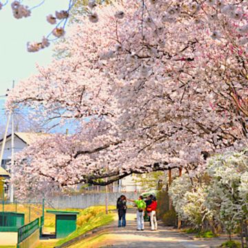 松叶蟹飨宴 + 滑雪採果一日游 (新宿出发・赠送豆皮体验)