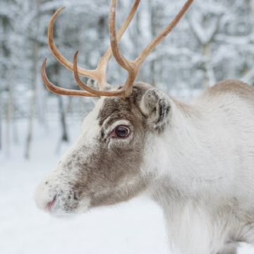 芬兰罗瓦涅米出发 体验拉普兰驯鹿雪橇课堂之旅