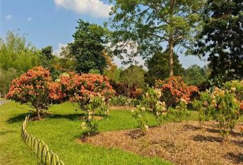 西双版纳汽车纯玩一日游【植物园 + 傣族园】【纯玩无购物】