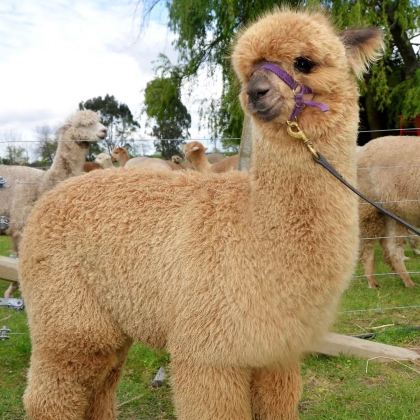 黄金海岸雷明顿+O'Reily+葡萄庄园+亲子游&包车日游