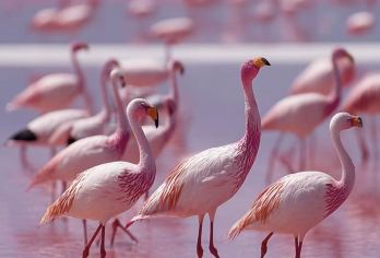 法国卡马尔格自然公园【粉色盐湖】一日游  马赛往返【粉湖映天：杜氏藻染就粉色盐湖，与白盐山、蓝天成 “天空之镜”，日落光影非常美。】