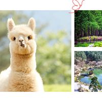 京畿道Alpaca World+南怡岛+晨静园艺树木园一日游
