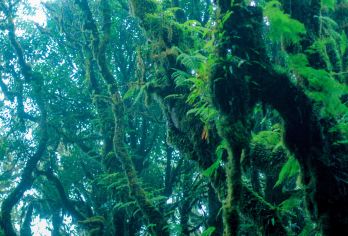 高黎贡山徒步【研学探秘3-6km探险勇闯8-21km毛毛球】【[3-6km]亲子研学挖草根、尝蚂蚁，触摸自然肌理。在探索中识万物，让成长扎根大地，趣享自然课堂】