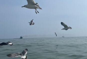 【2-6】私家团|星海.帆船出海.莲花山.棒棰岛一日游【[品质小团]不赶时间的深度游玩，适合老人、亲子、家庭出游】