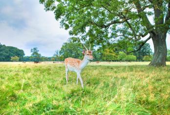 爱尔兰都柏林市区一日游【行程可调】【省时省心+行程灵活+VIP包车一站式服务+中文司导】