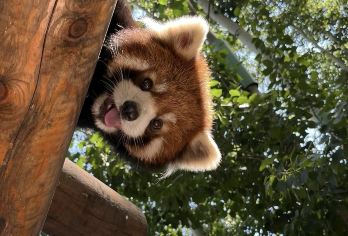 熊猫基地+三星堆一日游上门接无购物地道川菜可选车型套餐【可选套餐车型+首道门票++三星堆人工3小时精讲+中餐】