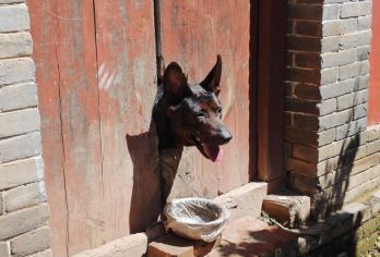 佛光寺+南禅寺+洪福寺+延庆寺+广济寺1日（酒店上门接送）【2人起天天发，游览时间超自由】