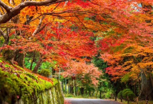 天桥立+伊根舟屋一日游【9人团】搭乘游船+缆车|可选智慧之汤【保证绿牌正规营运车辆，安全合法，拒绝白牌无证违法车辆】