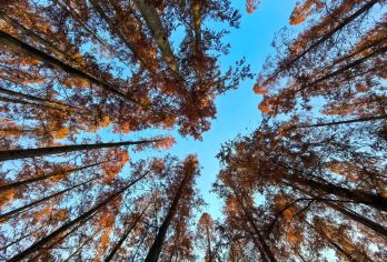 魔都赏秋之东平国家森林公园【1 对 1 专属规划，行程灵活随心】