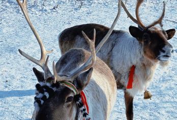 长白山天池/漂流+滑雪畅享【长白山火山温泉/和平滑雪二选一】【观看长白山天池+观赏漂流雾凇+2小时滑雪/体验长白山火山温泉】