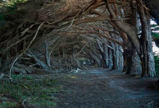 爱尔兰都柏林出发巨人之路+黑暗树篱+邓路斯城堡/权游取景地【中文服务】