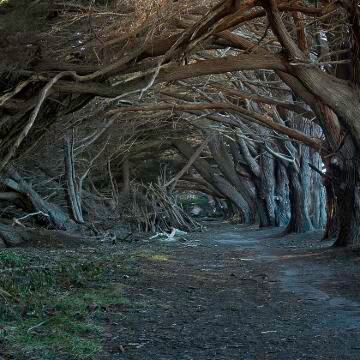 爱尔兰都柏林出发巨人之路+黑暗树篱+邓路斯城堡/权游取景地