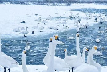 【赏天鹅】威海烟墩家天鹅湖+仙姑顶风景区大美威海一日游【中国北方的天鹅湖“东方天鹅王国”】