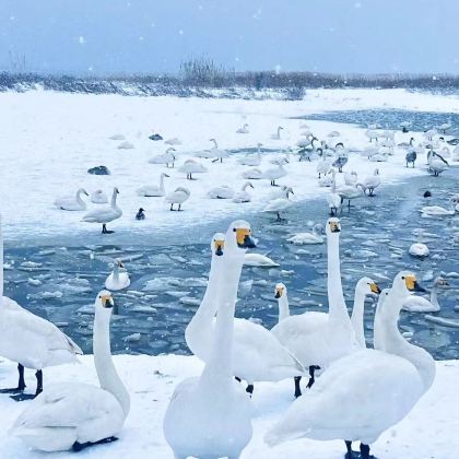 【赏天鹅】威海烟墩家天鹅湖+仙姑顶风景区大美威海一日游