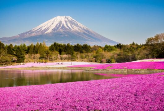 富士五合目芝樱祭，白州蒸馏所日本威士忌博物馆【约50万株芝樱在富士山脚下的广阔土地上竞相绽放】