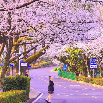 【珞珈武汉】黄鹤楼+古德寺+黎黄陂+武汉大学10人小团一日游