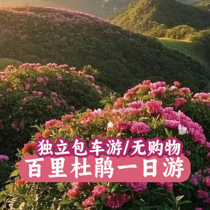 毕节百里杜鹃一日游（上门接送-无购物-独立包车）
