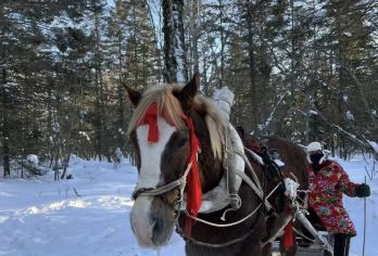 雪乡下午团【2-8人小团◆赠马拉爬犁◆雪滑梯◆纯玩无购物】【亮点一：2-8人团，纯玩无购物，无任何隐形消费~】