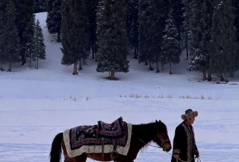 新疆伊犁库尔德宁一日游丨1人起发丨景区直通车丨免费接送【[高性价比的库尔德宁之旅]升级景区直通车~景区不换乘景点直达丨畅游“天然基因库”库尔德宁】