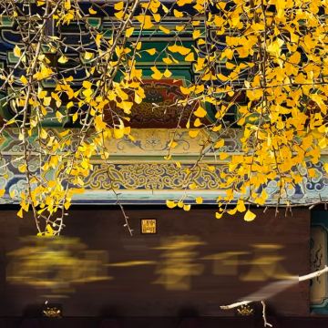 少林寺一日游◆2-8人轻奢小团＋上门接送＋导游讲解＋真人讲解