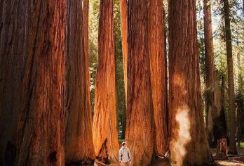 美国旧金山-优胜美地+帝王峡谷-可包车-精选【专属客服和本地中文司机，一家一团包车】