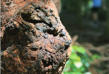 【亲子游】澳洲黄金海岸|天宝林山+湿地保护区+鹰高小镇一日游【中文沟通无碍，深度体验，行程可调】