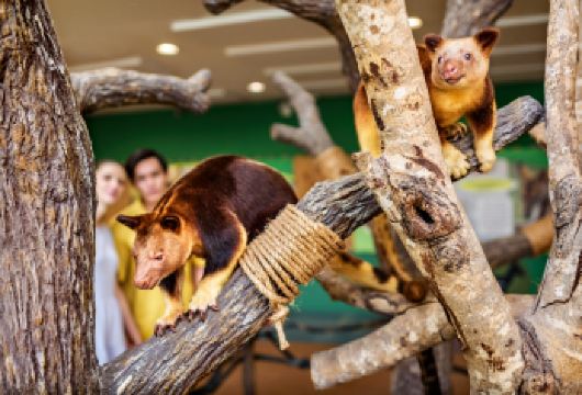 新加坡动物园+夜间动物园一日游【中文包车+酒店接送】【新加坡亲子出游必打卡景点! 中文专车服务！全程微信管家追踪服务，网红三大动物园随意组合!】